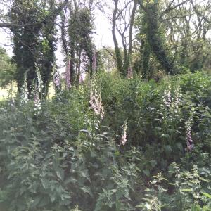 Wild foxgloves